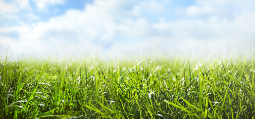 Lush green grass outdoors on sunny day. Banner design