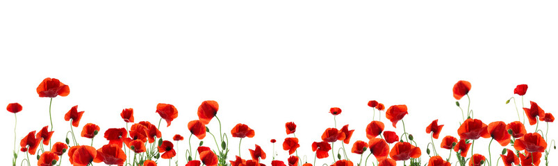 Fototapeta na wymiar Beautiful red poppy flowers on white background. Banner design