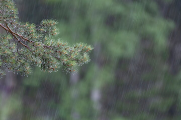 pine in rain