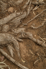 tree roots sticking out of the ground, texture and background