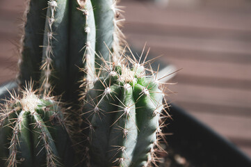 Kaktus kolumnowy San Pedro Echinopsis pachanoi w przybliżeniu z dużymi kolcami, tło drewniane rozmyte.