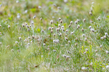  hare's-tail cottongrass,