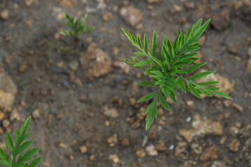 young green small sprout of ragweed grows on the ground. strong allergen, danger to people with allergies to ragweed and plants. copy space for text