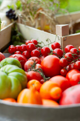 fresh tomatoes in a box, homegrown vegetables, delicious tomatoes
