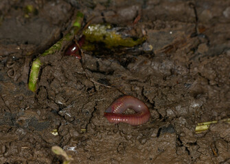 brown worm crawling on dark ground