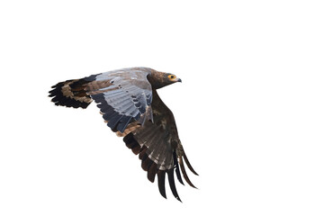 African harrier-hawk (Polyboroides typus)