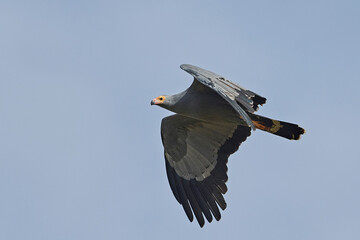 African harrier-hawk (Polyboroides typus)