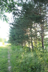 Fototapeta na wymiar Sunlight through the trees on a summer evening in the village
