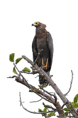 African harrier-hawk (Polyboroides typus)