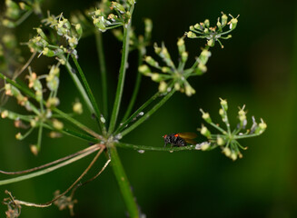 a dark fly perches on a green stem