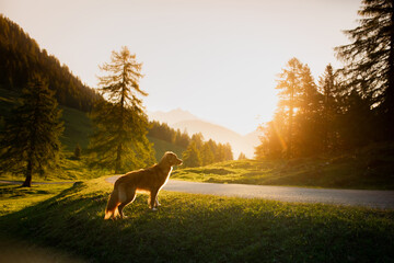 dog in the mountains. Nova Scotia Duck Tolling Retriever at sunrise. Hiking with a pet