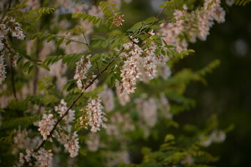 acacia tree in blooming period. Robinia pseudoacacia flowers 