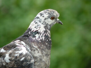 Pigeon. Portrait of a dove on a green background. Black and white pigeon.