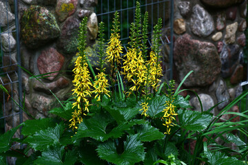 Long inflorescences with bright yellow flowers and fresh large gear green leaves of a ligularia przewalskii.