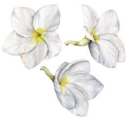 Obraz premium Watercolor white plumeria set. Hand painted tropical flowers isolated on white background. Frangipani. Floral illustration for design, print, fabric or background.