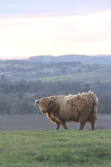 HIghland cow at sunset