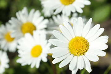 Chamomile on a background of daisies. Wildflowers under the summer sun.