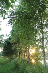 Fototapeta premium Sunlight through the trees on a summer evening in the village