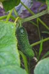Close up picture of cucumber in the garden. Young plant of cucumber vegetable. Juicy fresh cucumber close-up macro on a background of leaves and solid. Agricultural concept with home products.