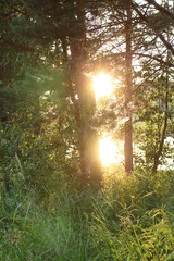 Sunlight through the trees on a summer evening in the village