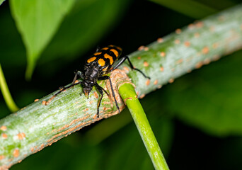 black-striped long-wattled beetle moves along the green trunk of the plant