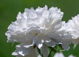The white peony.
 We love this flower for its fragrance and spectacular appearance. In our gardens, peonies with white flowers are relatively rare.
