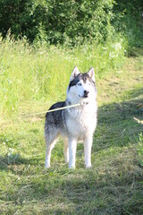 Naklejka na ściany i meble big husky dog ​​standing on the grass