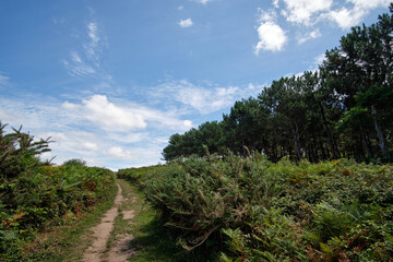 Fototapeta na wymiar Panoramic of mount with trees