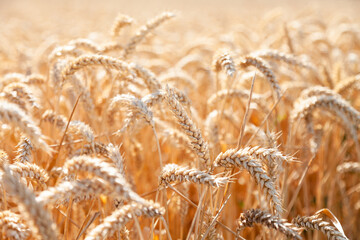 Golden wheat field. Ripe yellow dry spica. Bright evening sunset light. Concept of natural food, agriculture, sustainable development, ecology. Close up