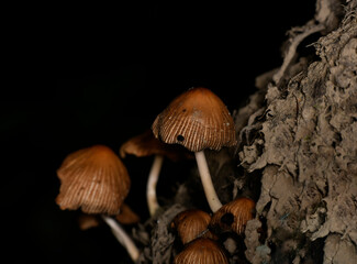brown mushrooms after rain on a green stump on a black background