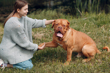 Dogue de Bordeaux or French Mastiff gives paw young woman at outdoor park.