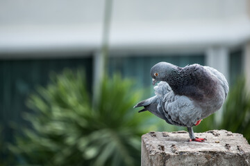 Pigeon bird on the electric pole.