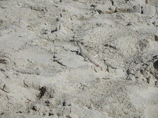 砂浜のトカゲ（キューバ）