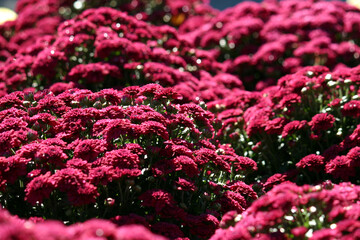 Purple Mums