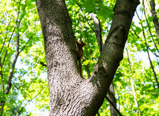 Fototapeta premium red squirrel sitting on a tree trunk waiting for nuts