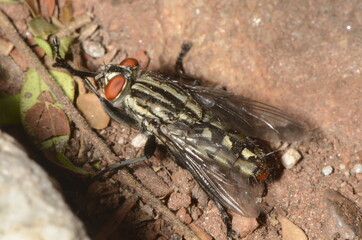 Housefly called Mosca-Doméstica-Menor (scientific name Musca domestica) at nature