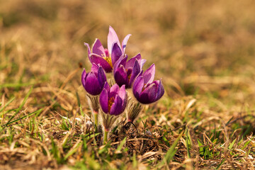 Pasque flowers on spring field. Photo Pulsatilla grandis with nice bokeh.