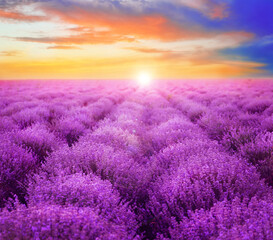 Fototapeta na wymiar Beautiful view of blooming lavender field at sunset