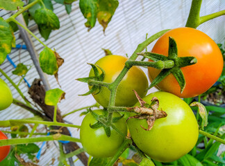 
there are four fresh and ripe tomatoes