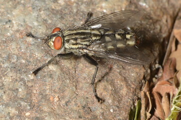 Housefly called Mosca-Domstica-Menor (scientific name Musca domestica) at nature