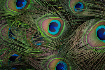 Macro Close Up Nature Photography of the Details and Texture of a Colorful Green Peacock Bird Feather