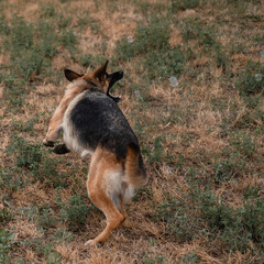A German shepherd plays with soap bubbles. The dog catches soap bubbles with its mouth, games with the dog in nature, in the fresh air. Active German shepherd.