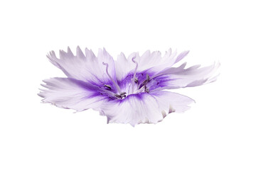 Violet flower in isolation on a white background.