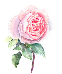 Pink Rose isolated on a white background watercolor illustration isolated on a white background