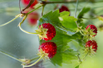wild forest strawberry with reflections in the mirror