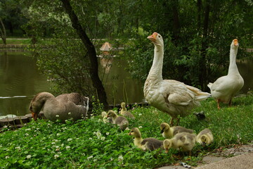 Geese with a brood of chicks on a pond in a city park.