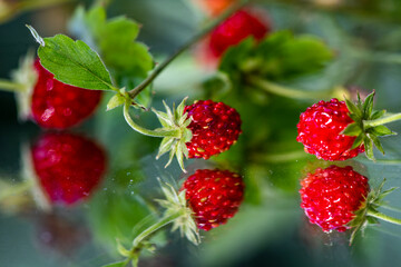 wild forest strawberry with reflections in the mirror