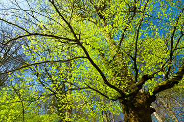 European Beech or Common Beech forest, Saja-Besaya Natural Park, Cantabria, Spain, Europe