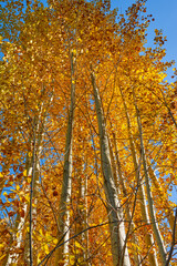 Bright yellow aspen leaves against a blue sky near Mount Hood in Oregon.