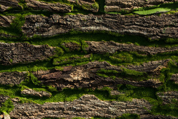 Stone or rock wall covered by green moss background